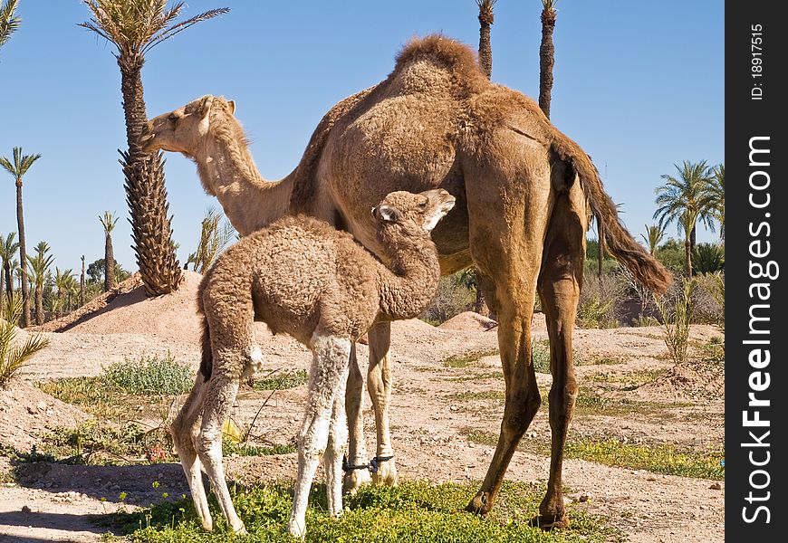 Image of the camel mother going to feed the young one, tajen in park in Morocco