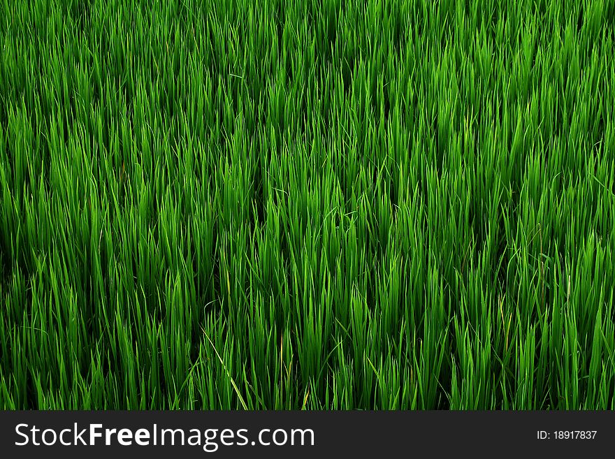 Background Green rice  field thailand