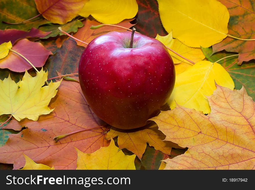 Beautiful, fresh, red, ripe apple against autumn leaves