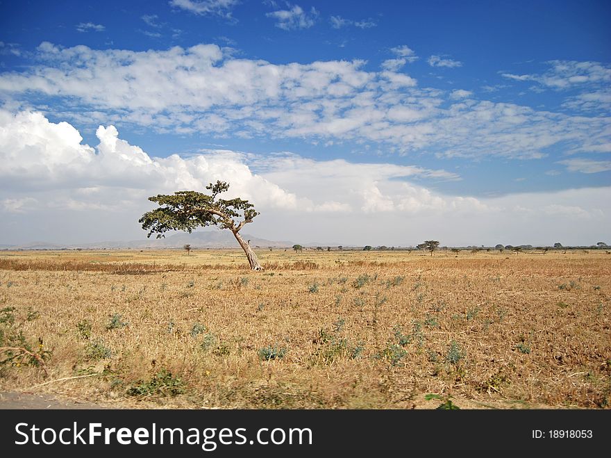 Tree on yellow field in Ethiopia. Tree on yellow field in Ethiopia