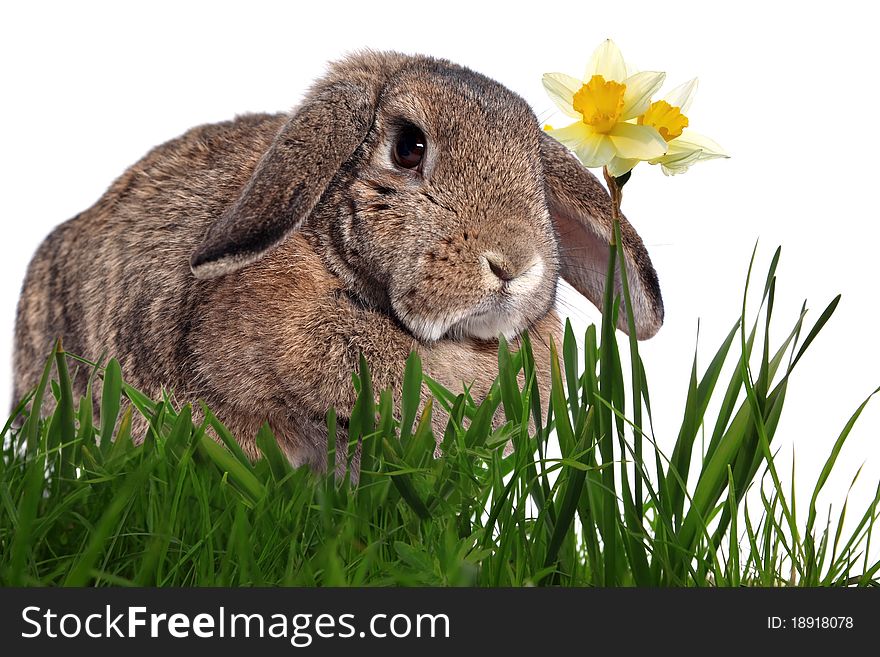 Adorable rabbit in green grass with yellow spring daffodils isolated on white