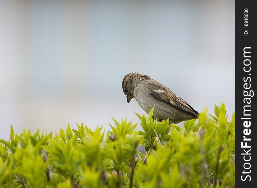 Sad thinkfull sparrow between the leaves. Sad thinkfull sparrow between the leaves