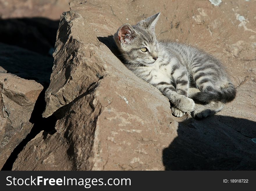 Wild stray kitten sunning in the rocks. Wild stray kitten sunning in the rocks.