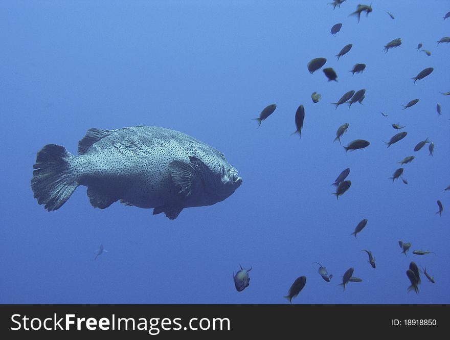 Close-up grouper in the blue