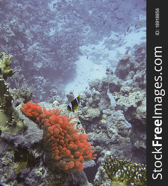 Anemone clown fish protecting his anemone at 30m depth