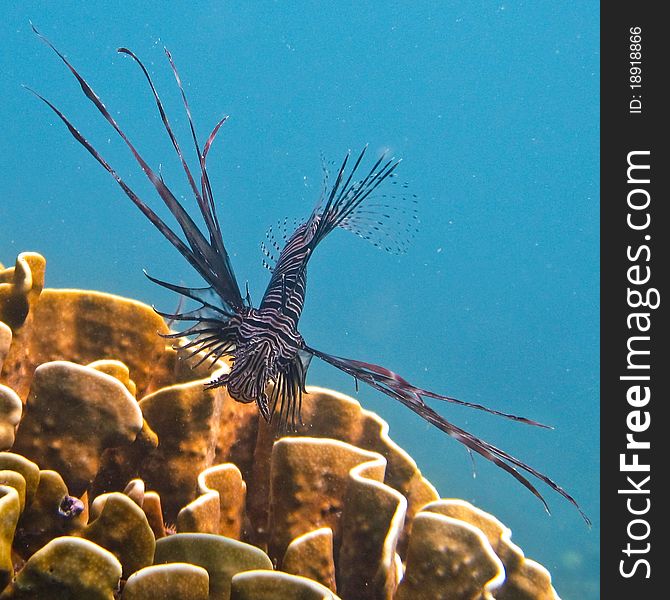 Lionfish close-up