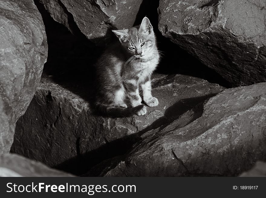 Wild stray kitten sunning in the rocks - black and white. Wild stray kitten sunning in the rocks - black and white.