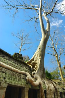 Huge Roots Of Tropical Tree On The Temple. Stock Image Huge Roots Of Tropical Tree On The Temple. Stock Image