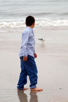 Boy On Beach With Seagull Stock Images Boy On Beach With Seagull Stock Images