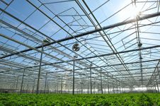 Seedlings In Greenhouse Stock Images Seedlings In Greenhouse Stock Images