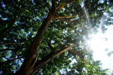 Sun Light And Big Tree Royalty Free Stock Photography Sun Light And Big Tree Royalty Free Stock Photography