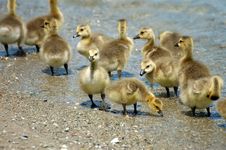 Canada Goose Goslings Royalty Free Stock Photography Canada Goose Goslings Royalty Free Stock Photography
