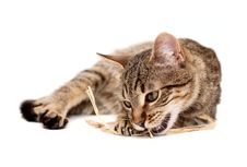 Tabby Cat Lying On White Royalty Free Stock Photo Tabby Cat Lying On White Royalty Free Stock Photo
