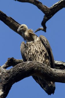 Himalayan Griffon - Gyps Himalayensis Royalty Free Stock Photography Himalayan Griffon - Gyps Himalayensis Royalty Free Stock Photography