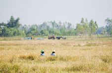 Two Farmers Harvesting Rice By Hand Royalty Free Stock Image Two Farmers Harvesting Rice By Hand Royalty Free Stock Image