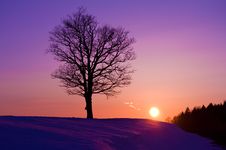 Lonely Tree At Sunset Royalty Free Stock Photography Lonely Tree At Sunset Royalty Free Stock Photography