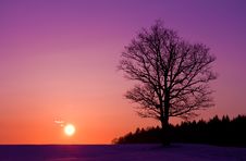 Lonely Tree At Sunset Royalty Free Stock Photos Lonely Tree At Sunset Royalty Free Stock Photos