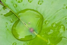 Green Lotus Leaf Stock Images