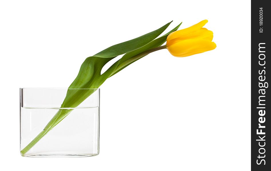 Yellow tulip in a glass vase on a white background.