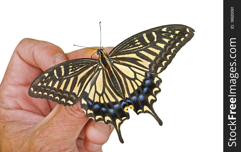 A close up of the butterfly swallowtail (Papilio xuthus) on hand. Isolated on white. A close up of the butterfly swallowtail (Papilio xuthus) on hand. Isolated on white.