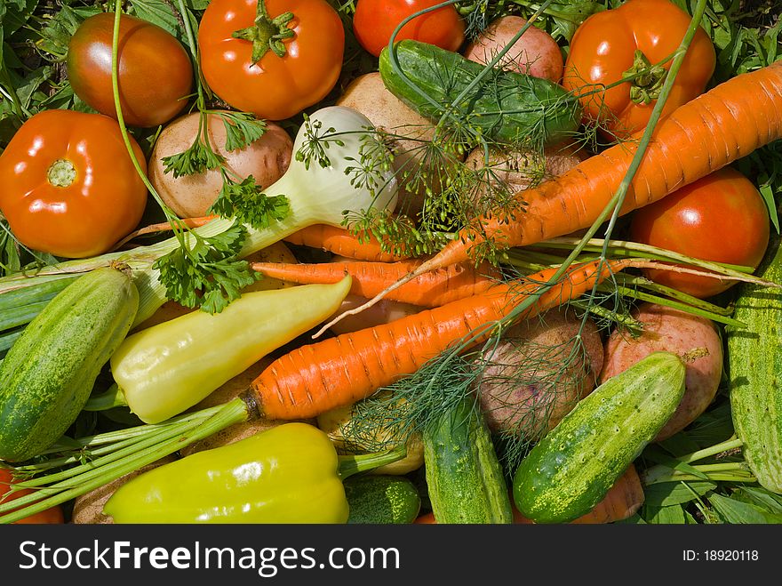 A close up of the fresh vegetables. A close up of the fresh vegetables.