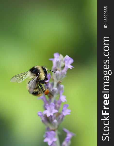 Bee on lavander flower. bee and flower