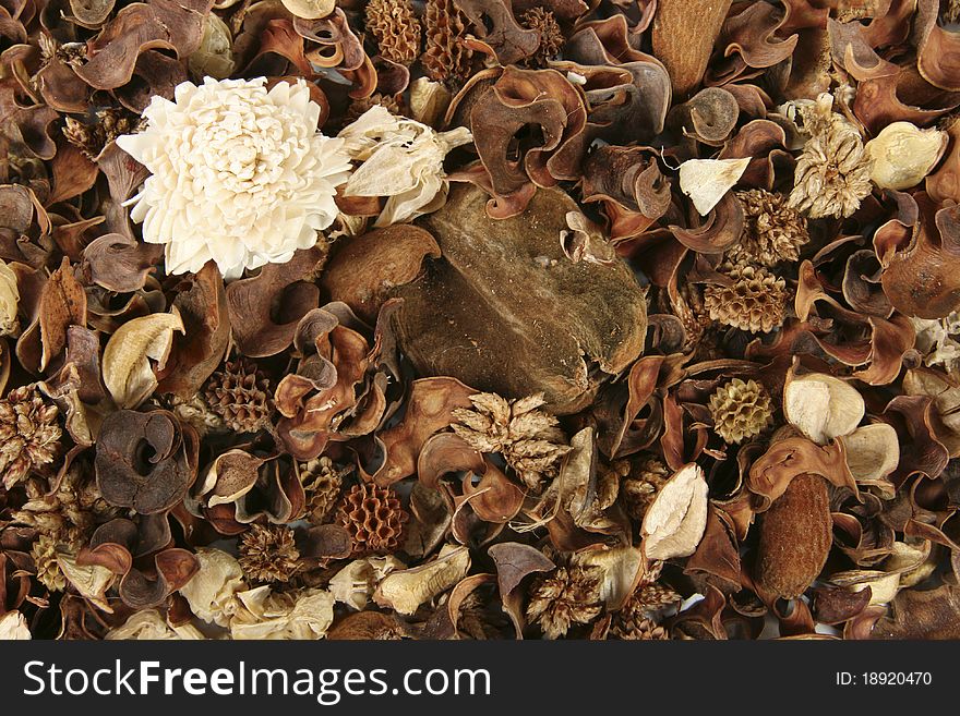 Background of dried flowers and plants