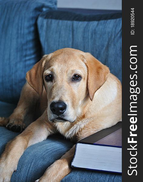 Learned Dog with Medical book. Learned Dog with Medical book