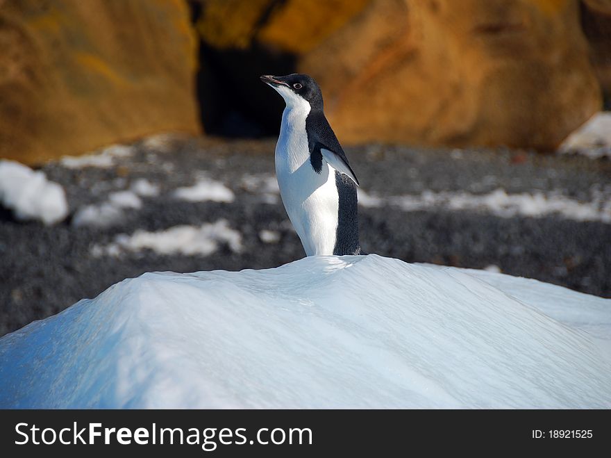 Adelie penguin on an iceberg