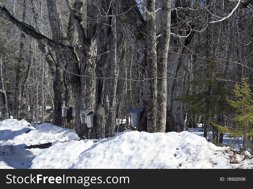 Maple sugar processing tapping trees collecting sap. Maple sugar processing tapping trees collecting sap