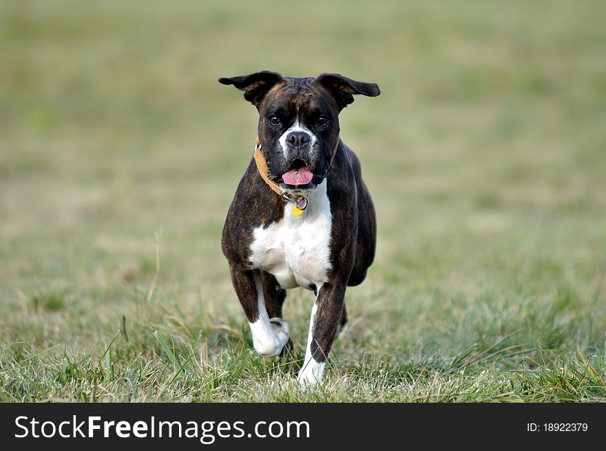 Dog Running Over The Field