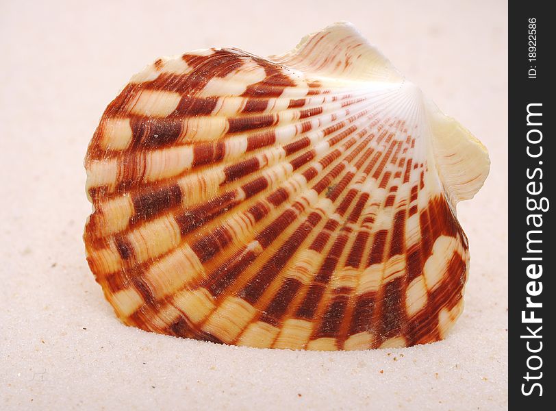 Sea shells with sand as background. Sea shells with sand as background