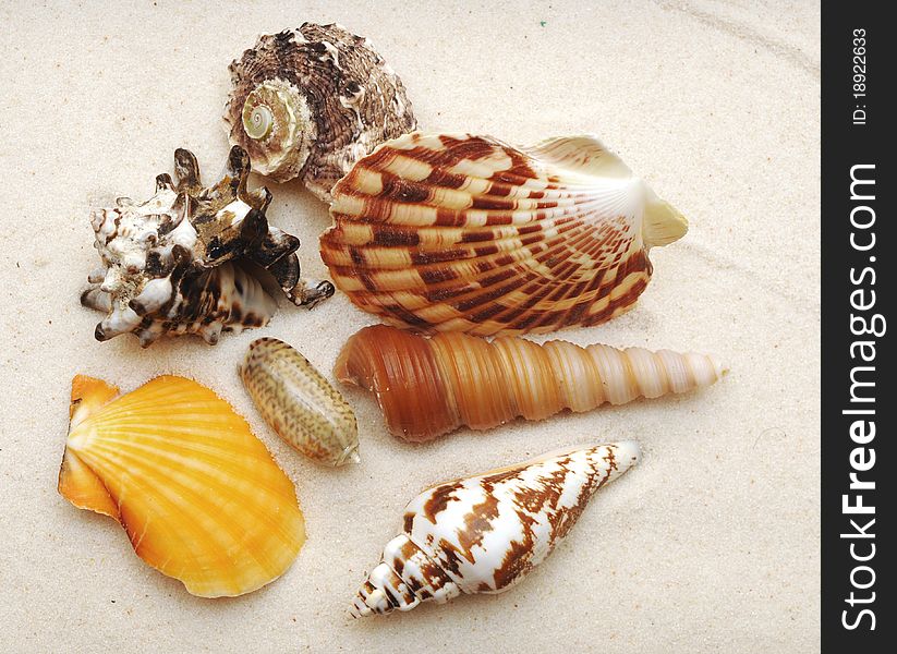 Sea shells with sand as background