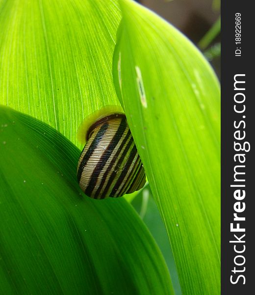 Snail in the leaves near the country house