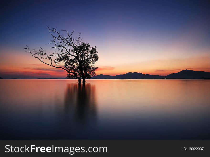 Back light water mangrove middle evening. Back light water mangrove middle evening