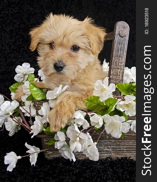 Cute Puppy sitting in a basket with white flowers on a black background. Cute Puppy sitting in a basket with white flowers on a black background.