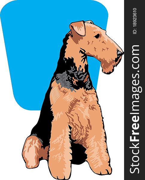 Illustration of an Airedale Terrier dog with its curly hair