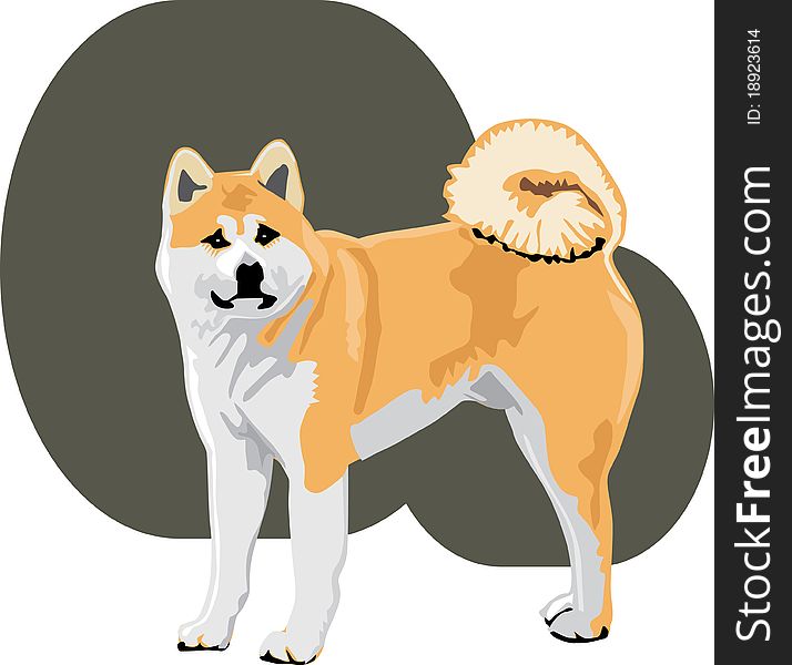 Illustration of an akita dog with its curly tail. Illustration of an akita dog with its curly tail