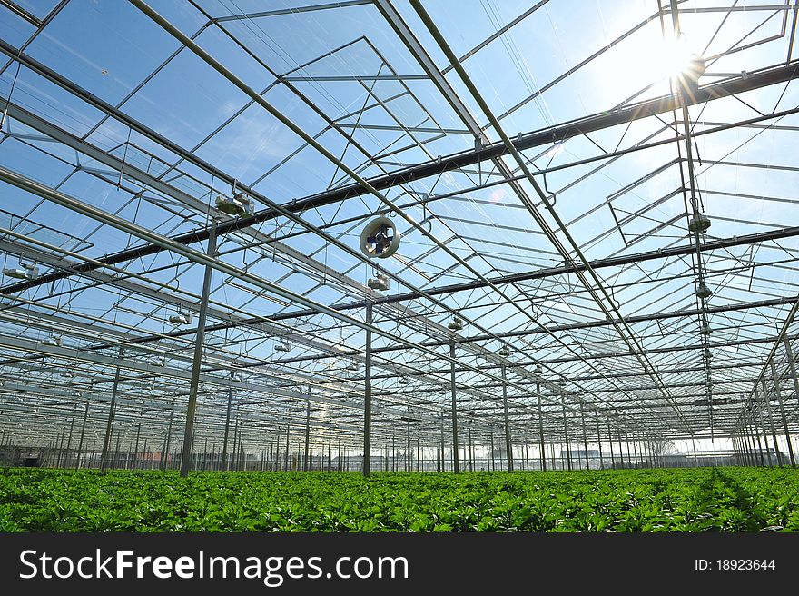 Young plants inside of greenhouse-potted plants. Young plants inside of greenhouse-potted plants