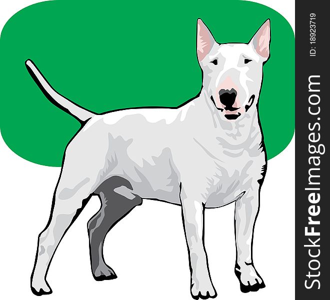 Colored illustration of a white bull terrier dog. Colored illustration of a white bull terrier dog