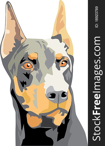 Head of an angry doberman