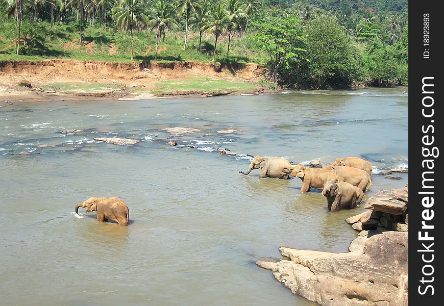 Indian elephant on Sri lanka. National Park - Yala. Ecological reserve. Indian elephant on Sri lanka. National Park - Yala. Ecological reserve.