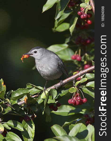 A Gray Catbird (Dumetella carolinensis) eating a crabapple in the north end of New York City's Central Park. Catbirds breed in Central Park. A Gray Catbird (Dumetella carolinensis) eating a crabapple in the north end of New York City's Central Park. Catbirds breed in Central Park.