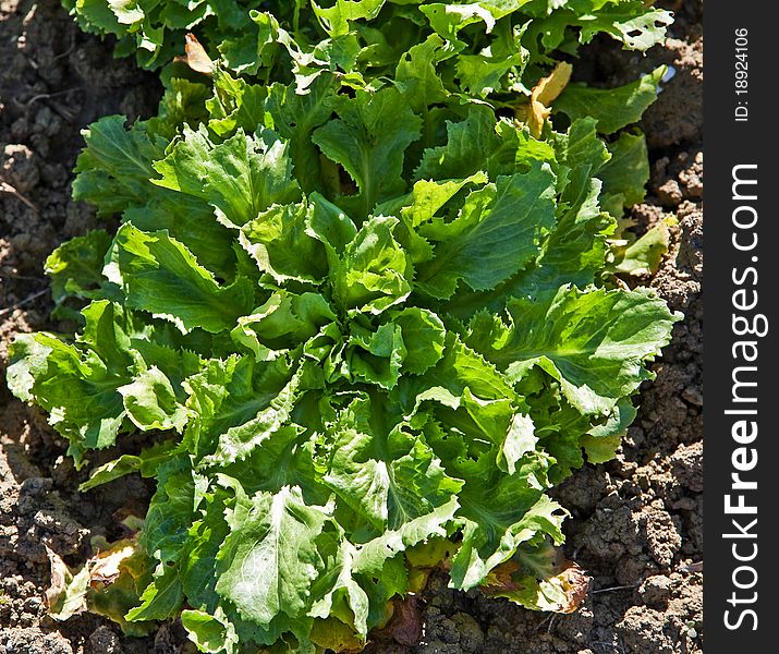Close up of organic salad in a kitchen garden, Italy. Close up of organic salad in a kitchen garden, Italy.