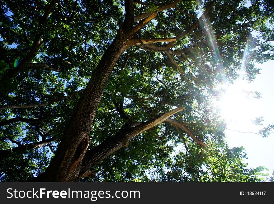 Sun Light And Big Tree