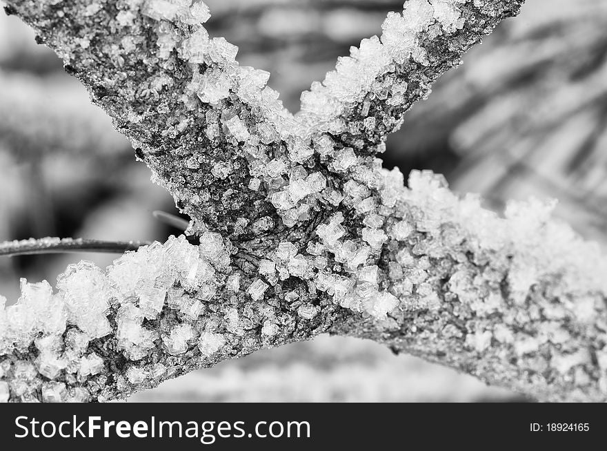 Detail of a Frozen Tree on Italian Alps