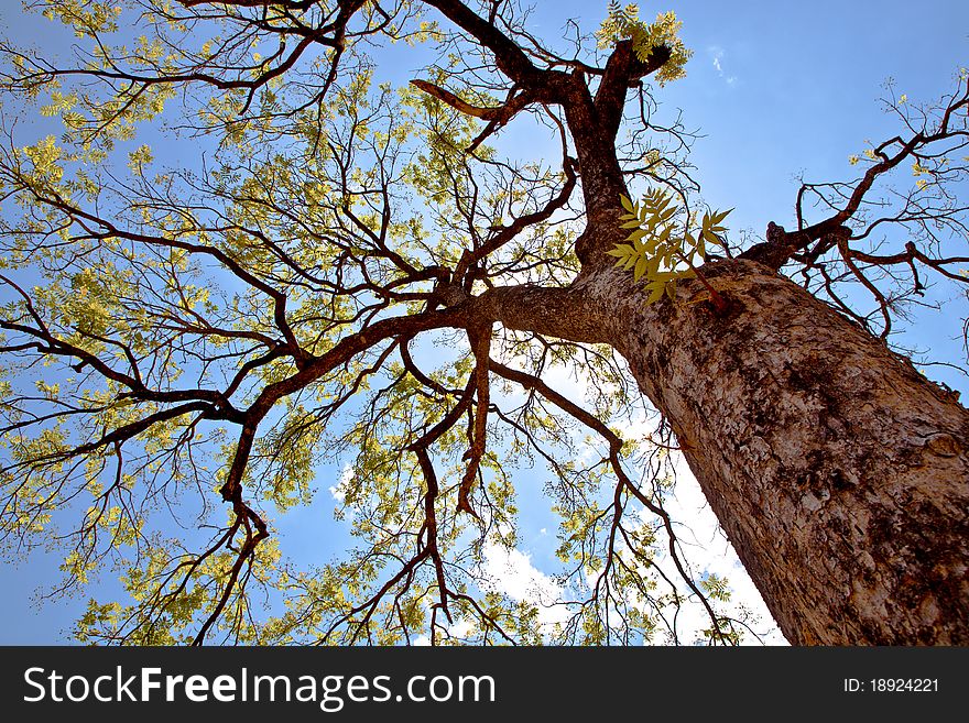 Tree has grow.green tree