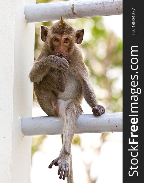 Monkeys Cute Sitting On A Steel Fence