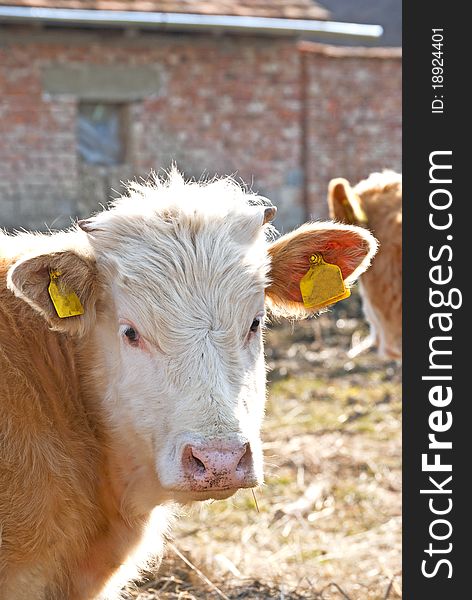 Young cow with small horns