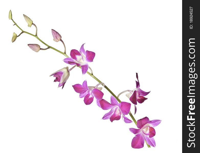 Pink orchidea on white background